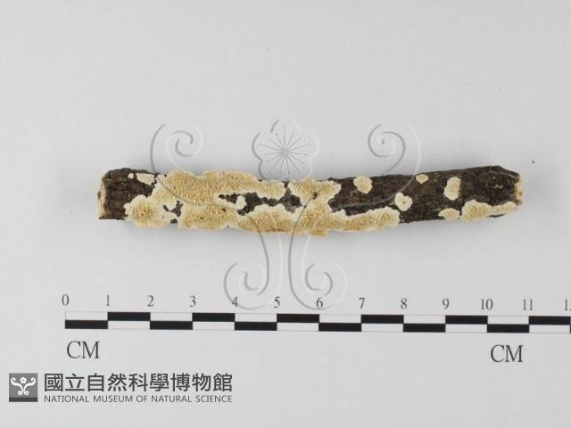 登錄號:F0025596藏品圖，第1張