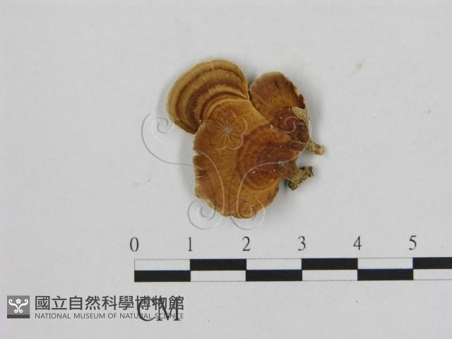 相鄰小孔菌藏品圖，第1張