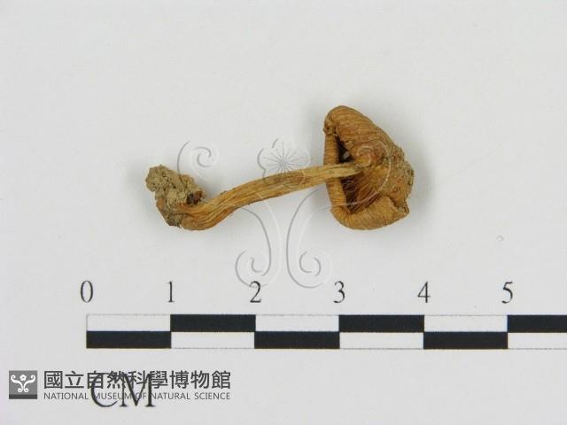 登錄號:F0015596藏品圖，第1張