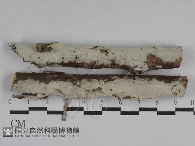 登錄號:F0029596藏品圖，第1張