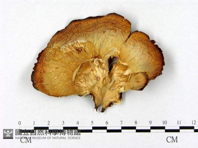 登錄號:F0009596藏品圖，第1張