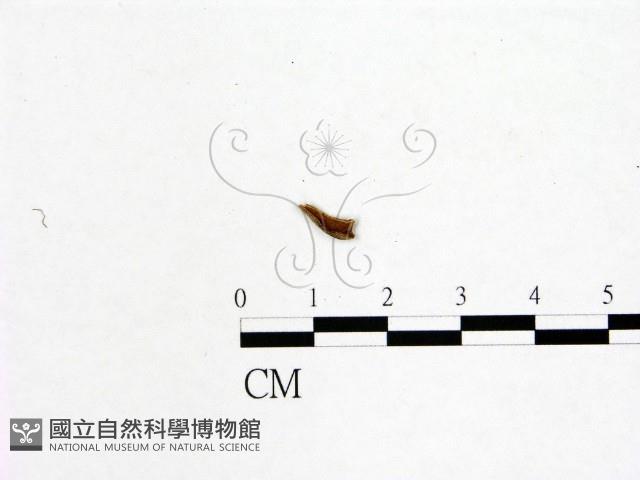 登錄號:F0019596藏品圖，第1張