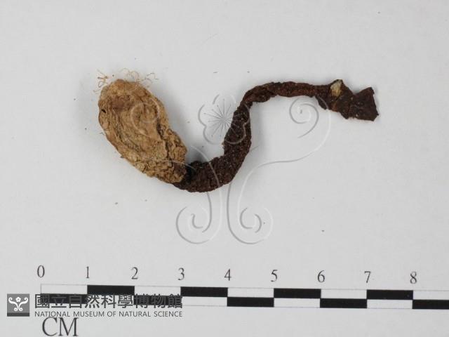 登錄號:F0023596藏品圖，第1張