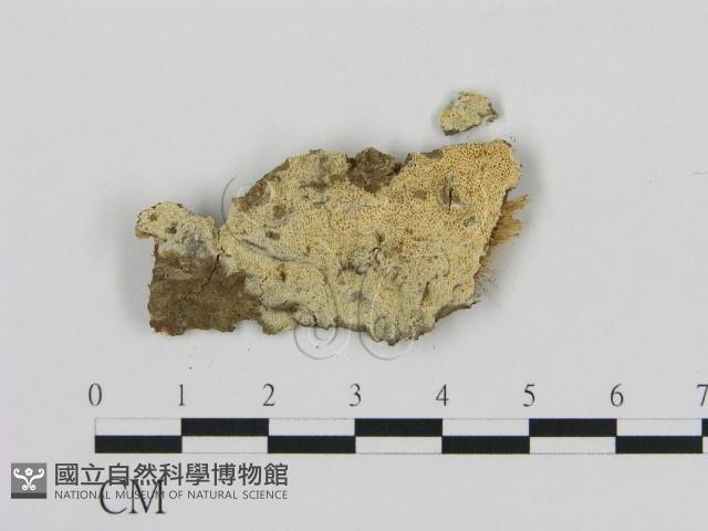 登錄號:F0003596藏品圖，第1張