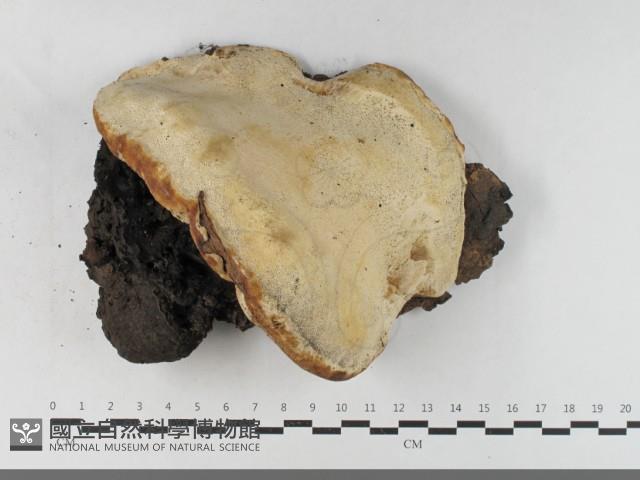 多年臥孔菌屬藏品圖，第1張