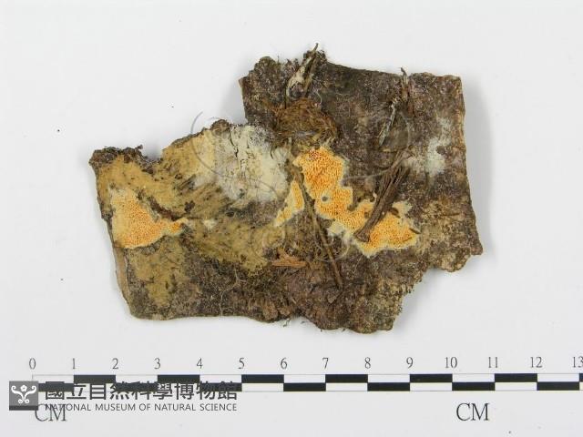 登錄號:F0008196藏品圖，第1張