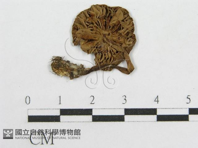 粉褶菌屬藏品圖，第1張