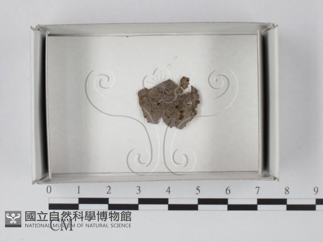 登錄號:F0021196藏品圖，第1張