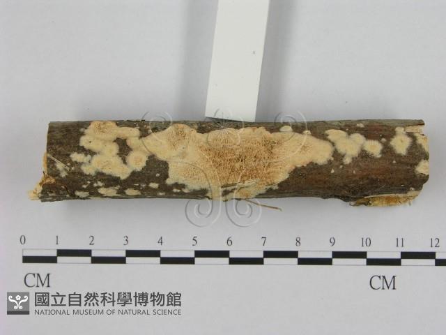 銳孔菌屬藏品圖，第1張