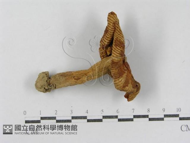 登錄號:F0011196藏品圖，第1張