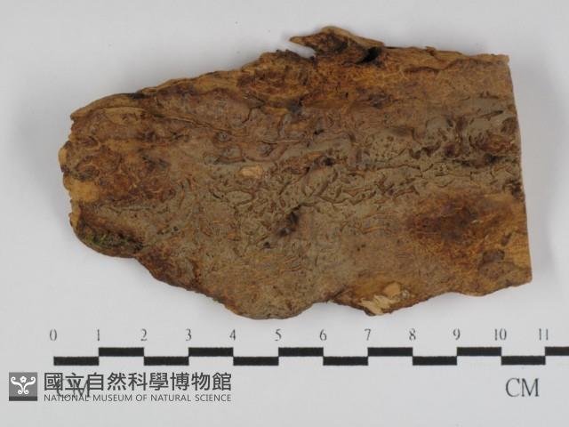 登錄號:F0031196藏品圖，第1張