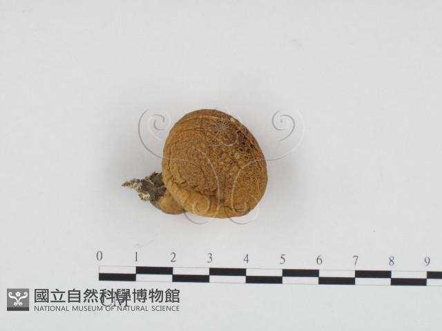 登錄號:F0024196藏品圖，第1張