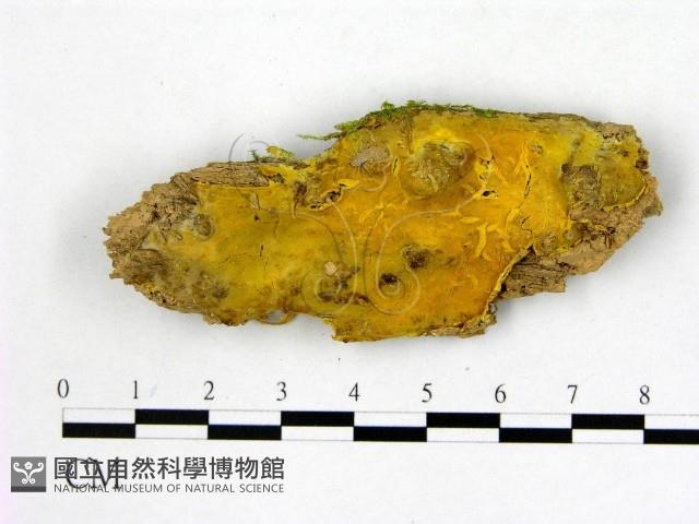 顯絲菌屬藏品圖，第1張