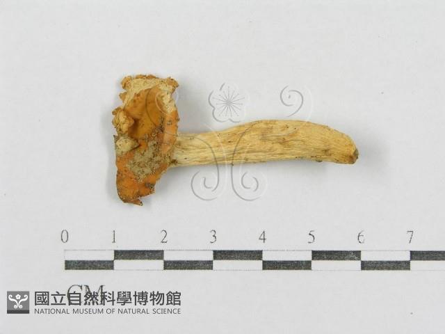 紅菇屬藏品圖，第1張