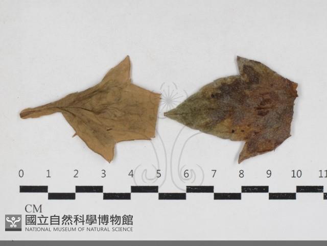 登錄號:F0034196藏品圖，第1張