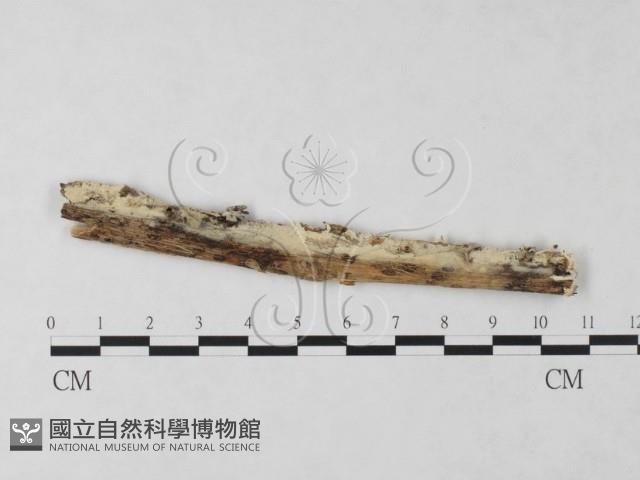 絲齒菌屬藏品圖，第1張