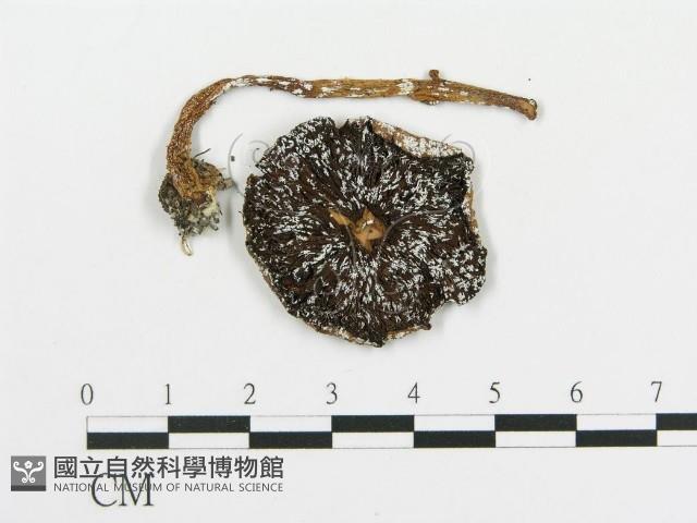 傘菌屬藏品圖，第1張