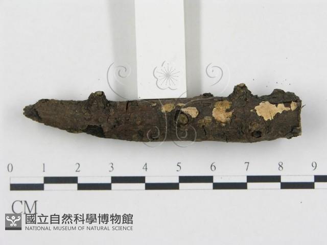 登錄號:F0012196藏品圖，第1張