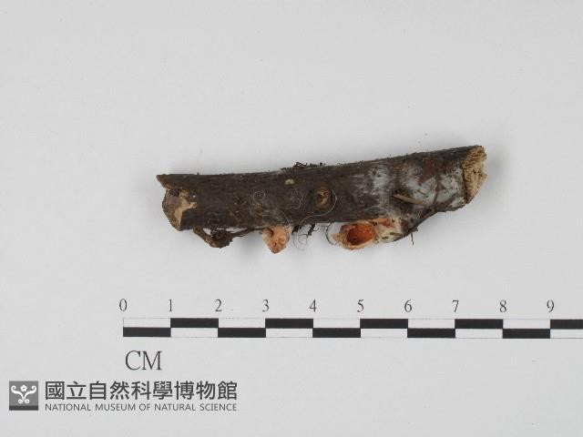 登錄號:F0017196藏品圖，第1張