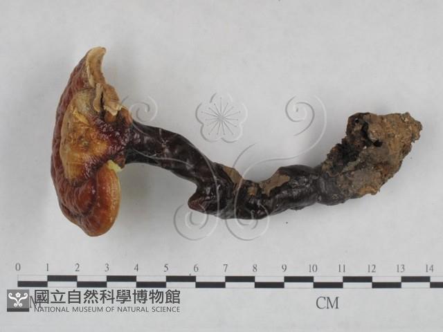 靈芝屬藏品圖，第1張