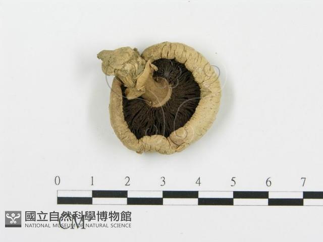 蘑菇藏品圖，第1張