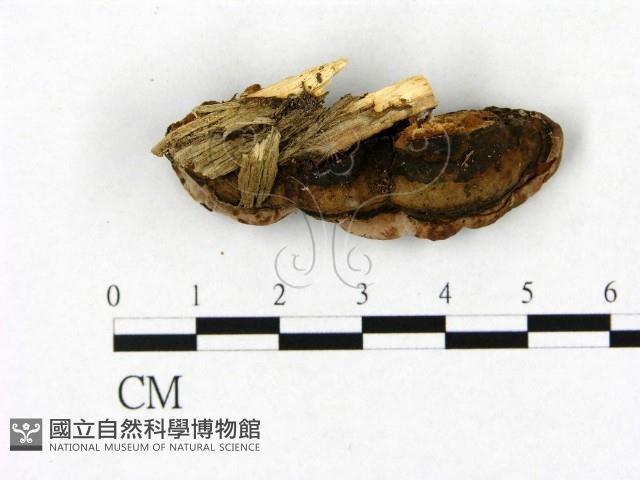 登錄號:F0015196藏品圖，第1張