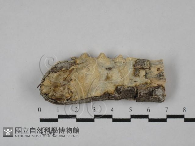 登錄號:F0029196藏品圖，第1張