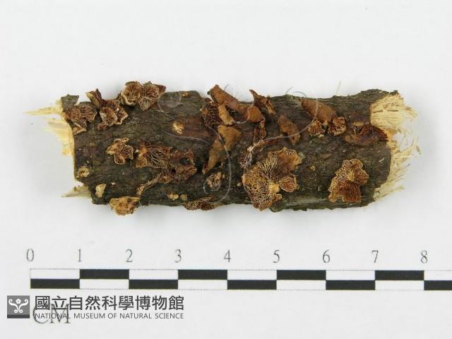 登錄號:F0009196藏品圖，第1張