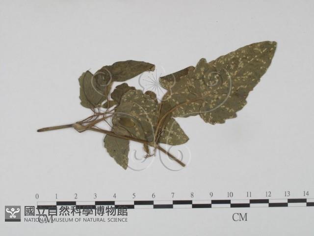 登錄號:F0019196藏品圖，第1張