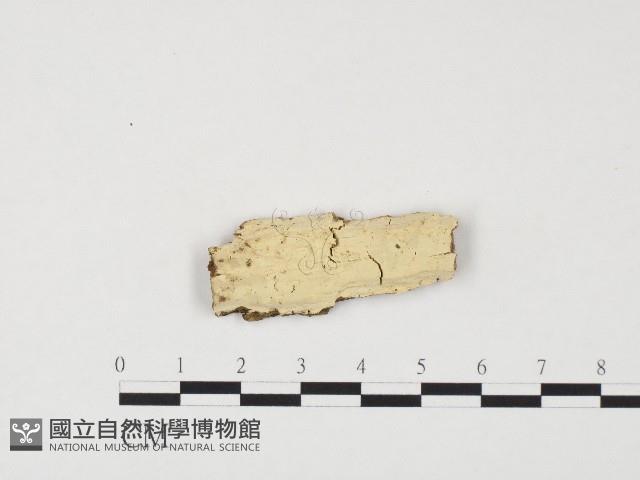 冇骨消絲齒菌藏品圖，第1張