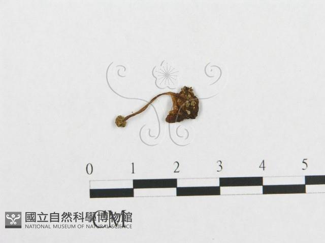 登錄號:F0013196藏品圖，第1張