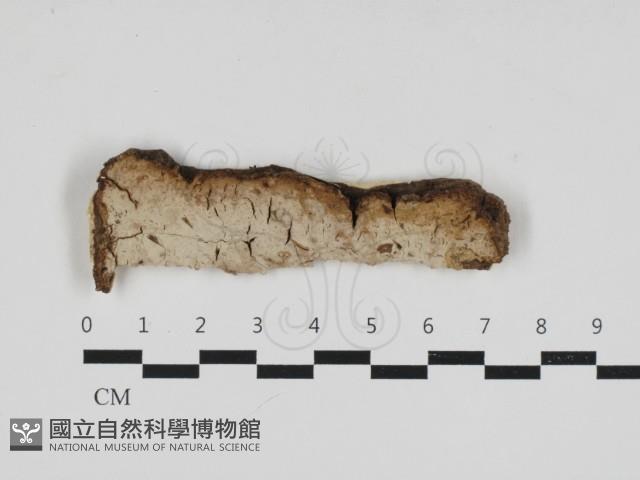 登錄號:F0033196藏品圖，第1張