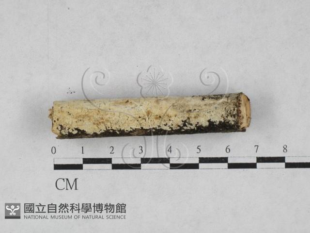 絲齒菌屬藏品圖，第1張