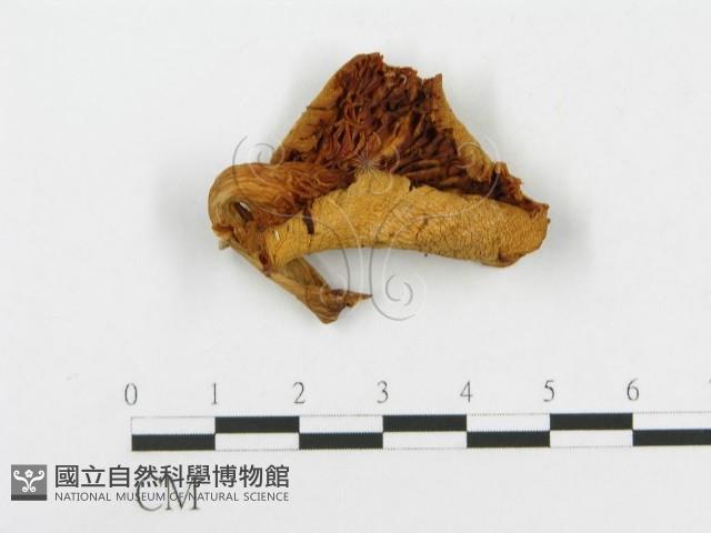 登錄號:F0008096藏品圖，第1張