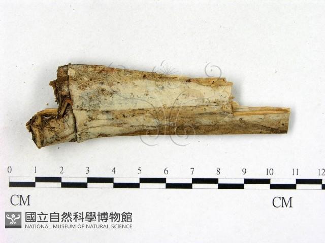 登錄號:F0020096藏品圖，第1張