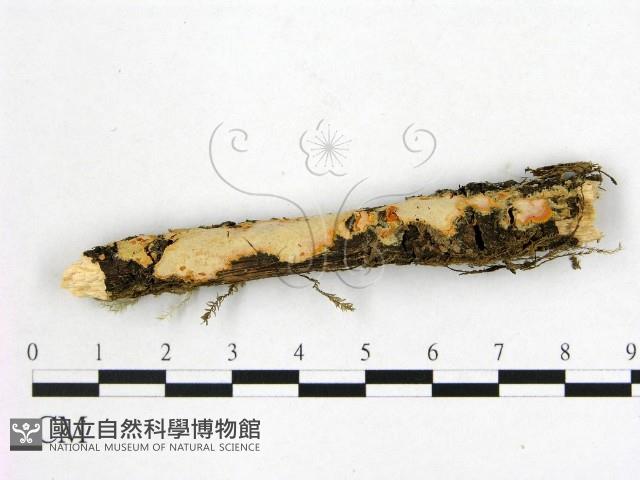 登錄號:F0000096藏品圖，第1張