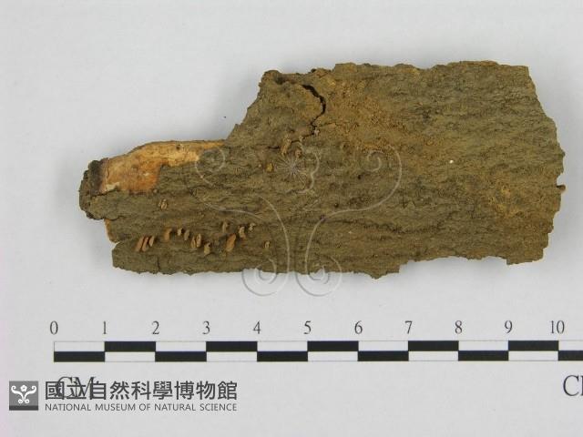 登錄號:F0010096藏品圖，第1張