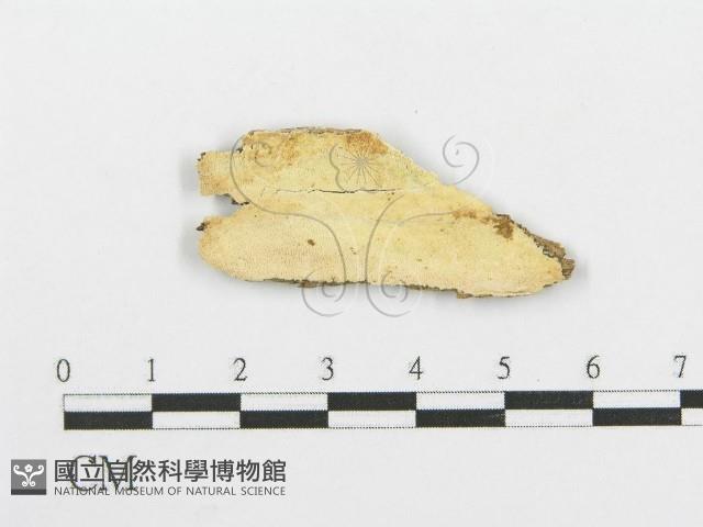 登錄號:F0006096藏品圖，第1張