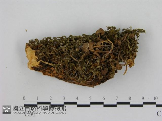 小菇屬藏品圖，第1張