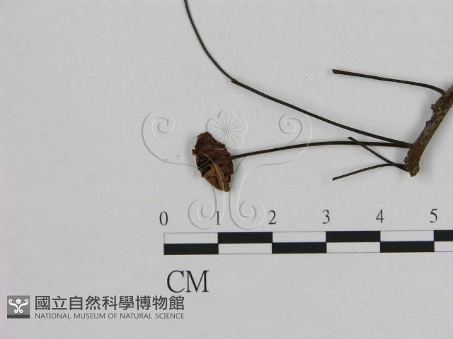 小皮傘屬藏品圖，第1張