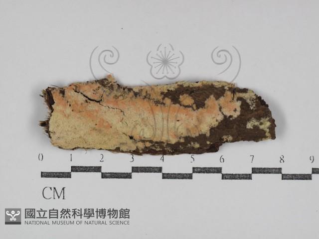 登錄號:F0031096藏品圖，第1張