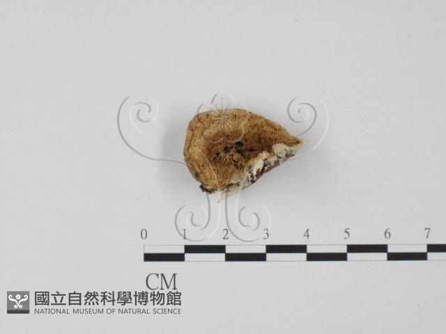 登錄號:F0014096藏品圖，第1張