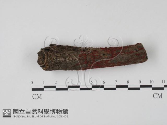 登錄號:F0022096藏品圖，第1張