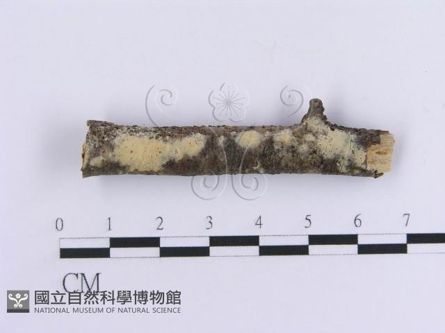 登錄號:F0012096藏品圖，第1張