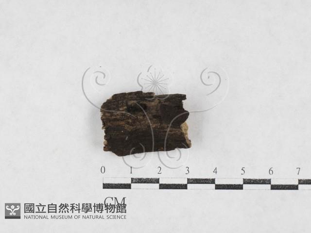 登錄號:F0027096藏品圖，第1張