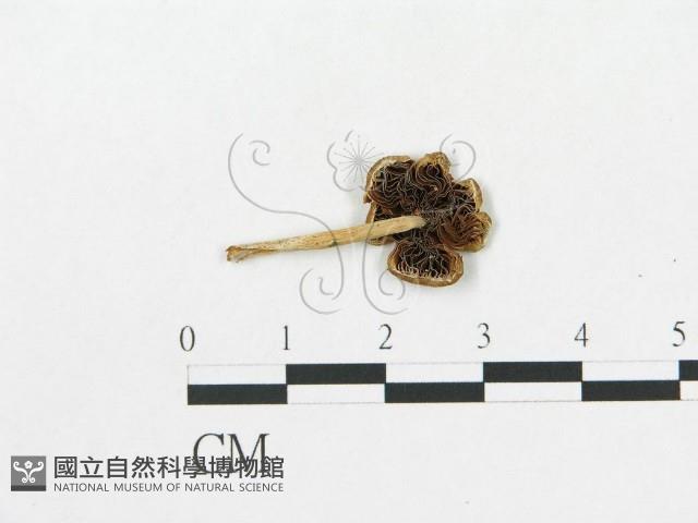 登錄號:F0017096藏品圖，第1張