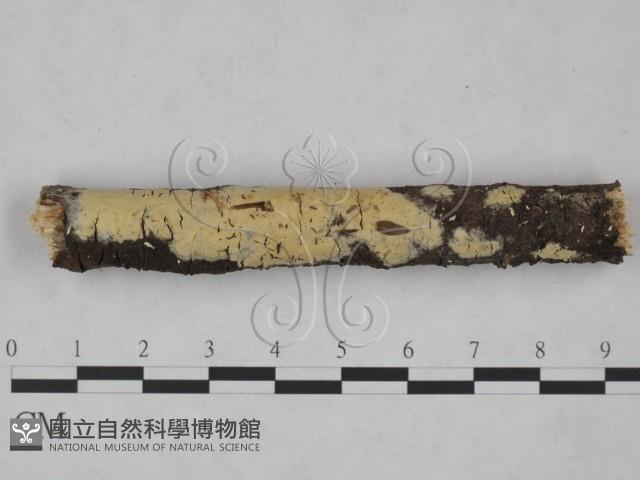 登錄號:F0025096藏品圖，第1張