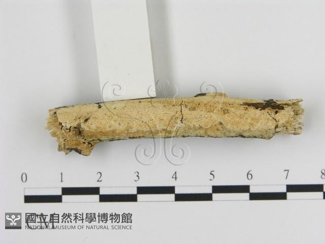 登錄號:F0015096藏品圖，第1張