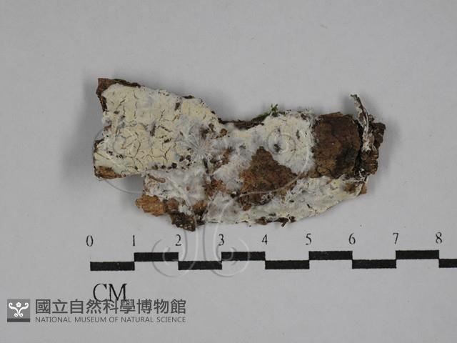 射脈菌屬藏品圖，第1張