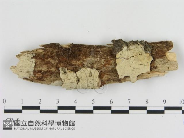 登錄號:F0009096藏品圖，第1張